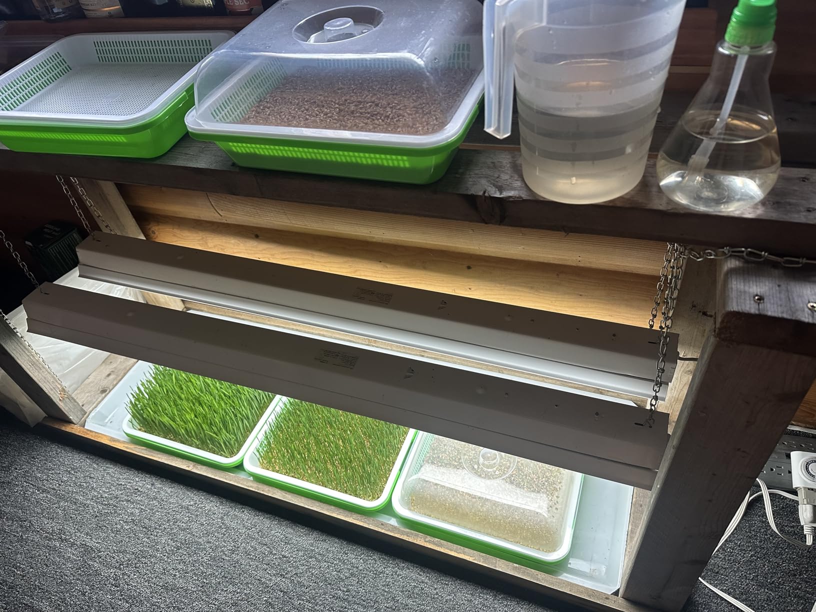 Legigo 5 Pack Seed Sprouter Trays with Lids, Microgreens Growing Trays Kit customer photo 1