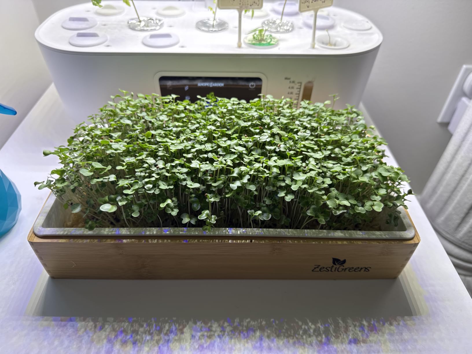 Microgreens Growing Kit - Self-Watering Tray with US Premium Seeds customer photo 1
