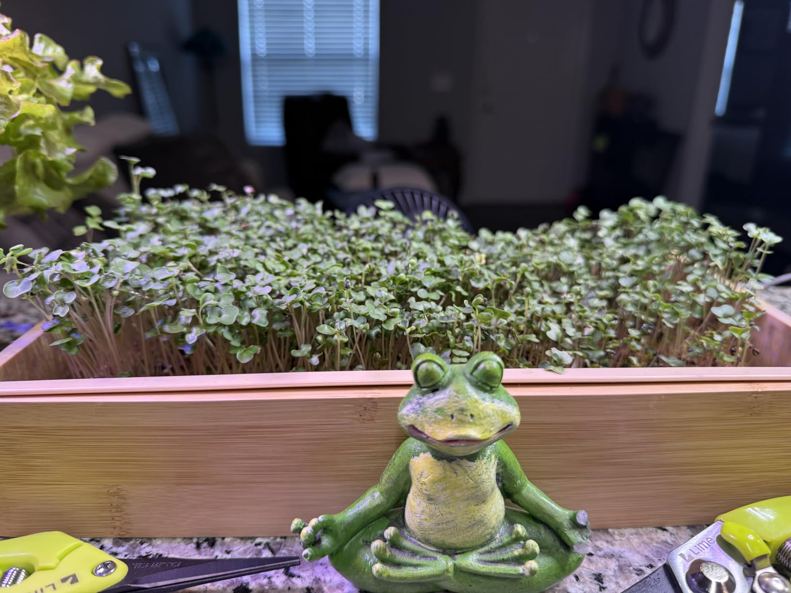Microgreens Growing Kit - Self-Watering Tray with US Premium Seeds customer photo 2