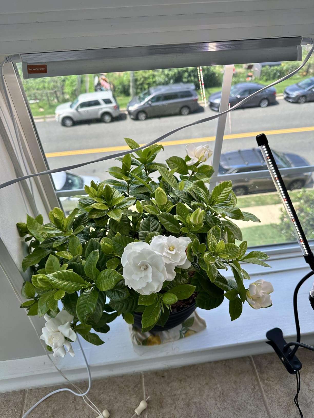 T5 Grow Lights for Seed Starting, 10W x2, Grow Lights for Indoor Plants customer photo 2
