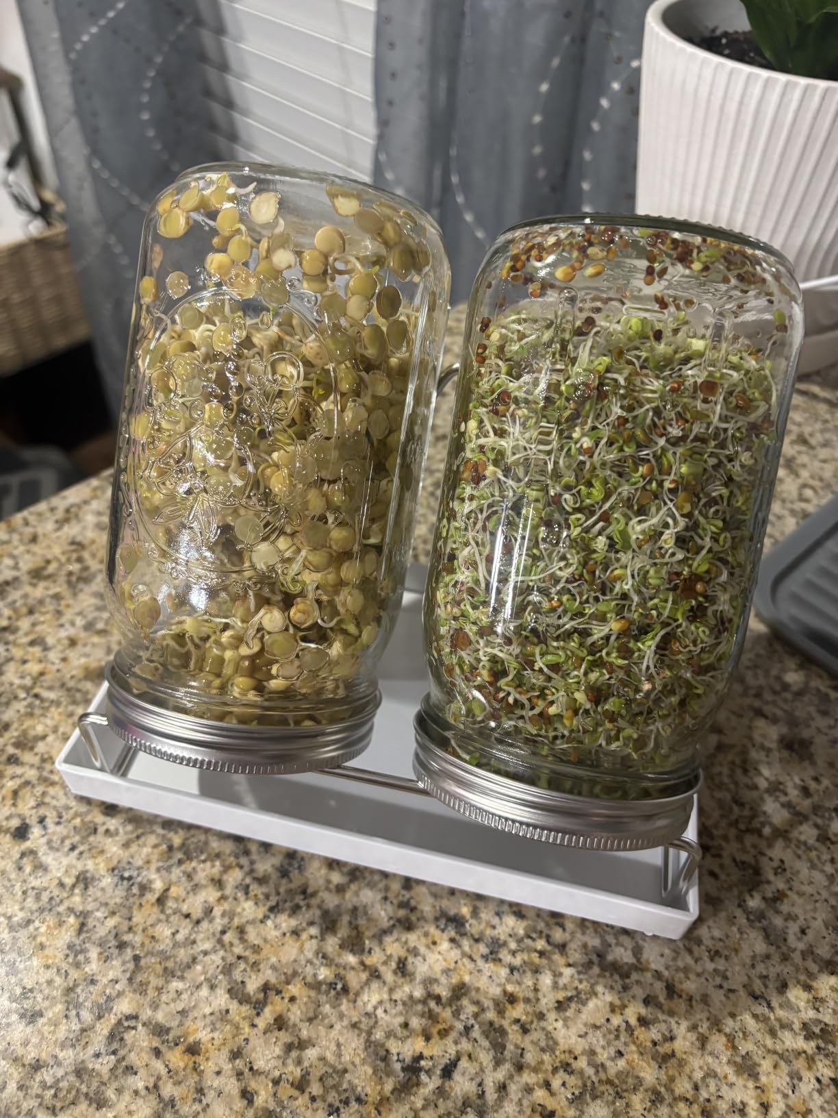 Kitmiido Seed Sprouting Kit, 2 Large Wide Mouth Mason Jars with Sprout Lids, Blackout Sleeves, Drain Tray, Stainless Steel Stand, Sprouts Growing Kit for Bean, Broccoli, Alfalfa (Yellow+Green) customer photo 1