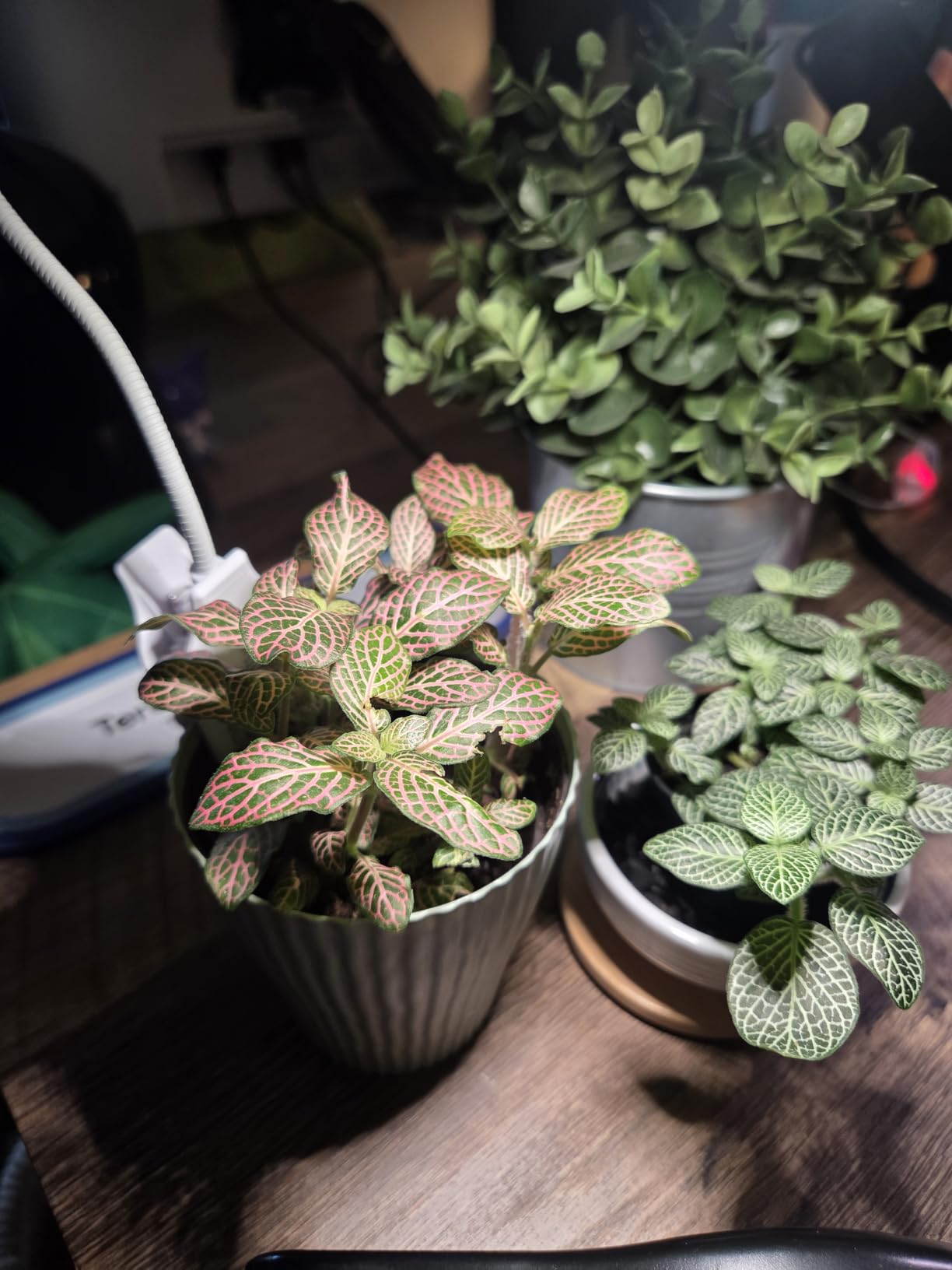 SANSI Grow Lights for Indoor Plants, Pot Clip-On Plant Light, 1-Pack customer photo 2