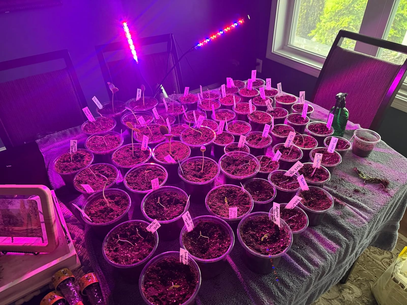Garpsen Plant Light, 2 Heads Grow Lights for Seed Starting with Clip, 2Pack customer photo 1