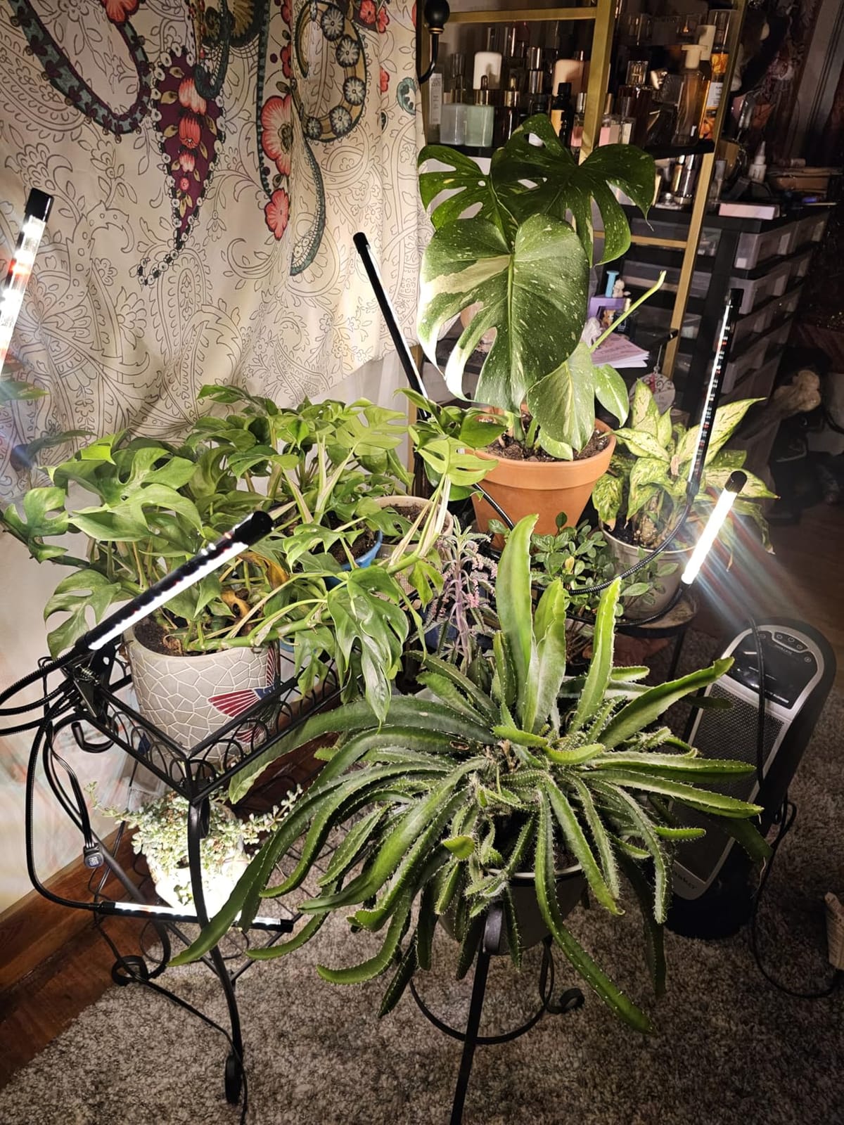 Grow Lights for Indoor Plants, Full Spectrum 2 Head Clip Plant Lights customer photo 1