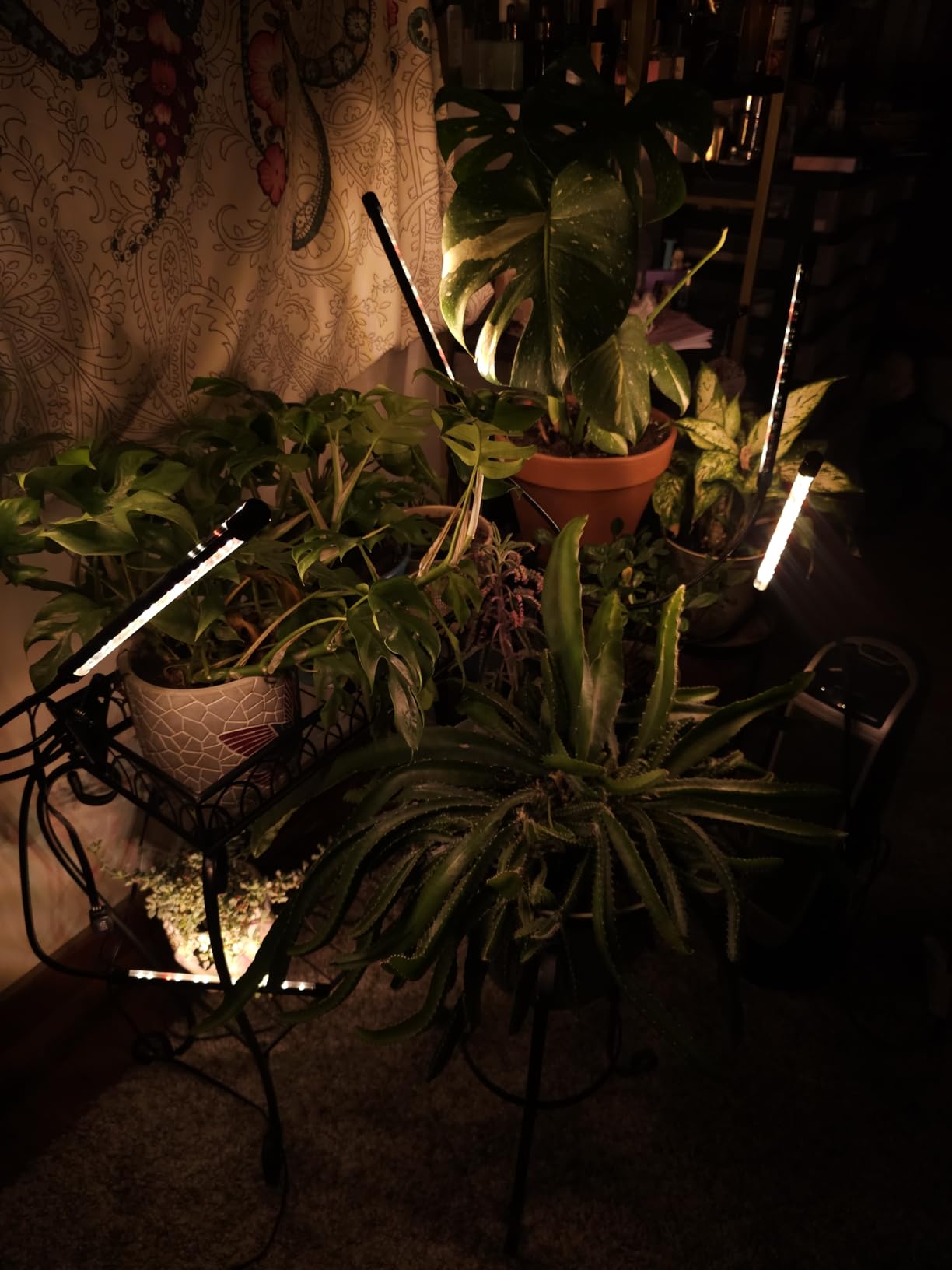 Grow Lights for Indoor Plants, Full Spectrum 2 Head Clip Plant Lights customer photo 2