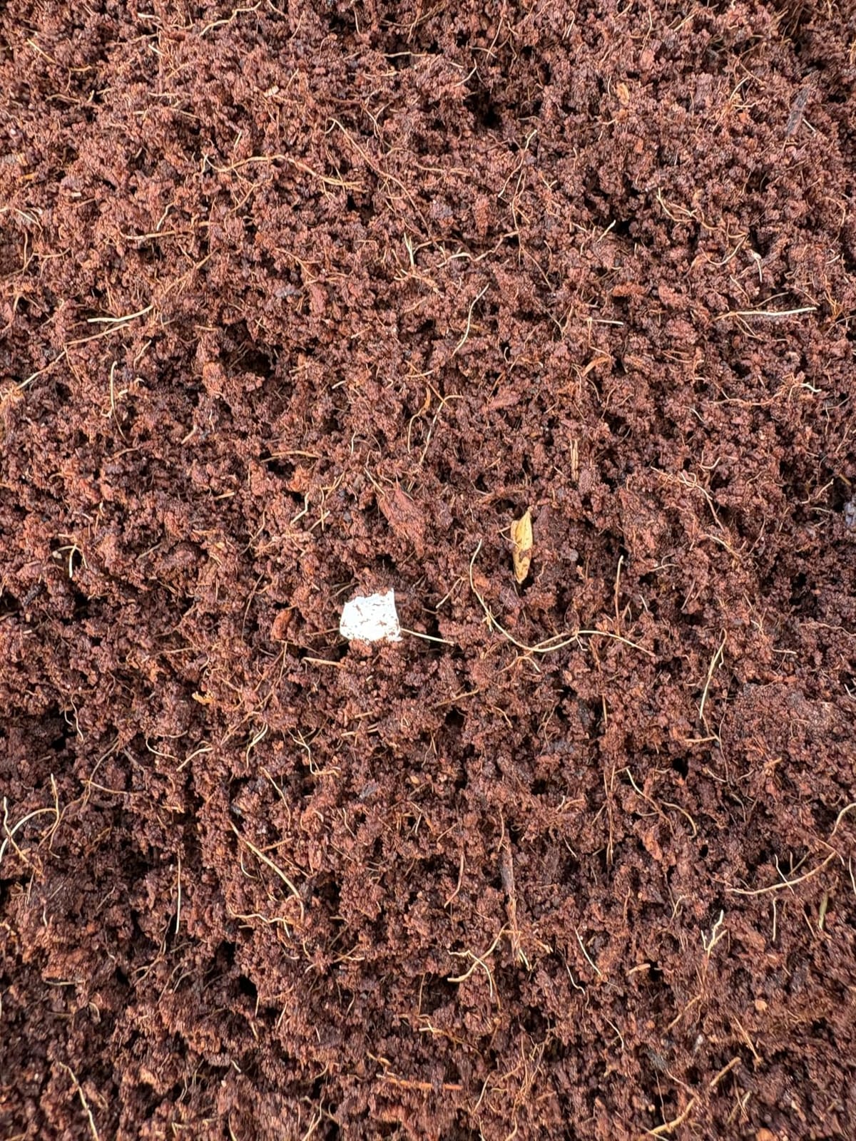 Gro-Med Organic Coco Coir Block Enriched with Plant Food Potting Soil 11 lb customer photo 1