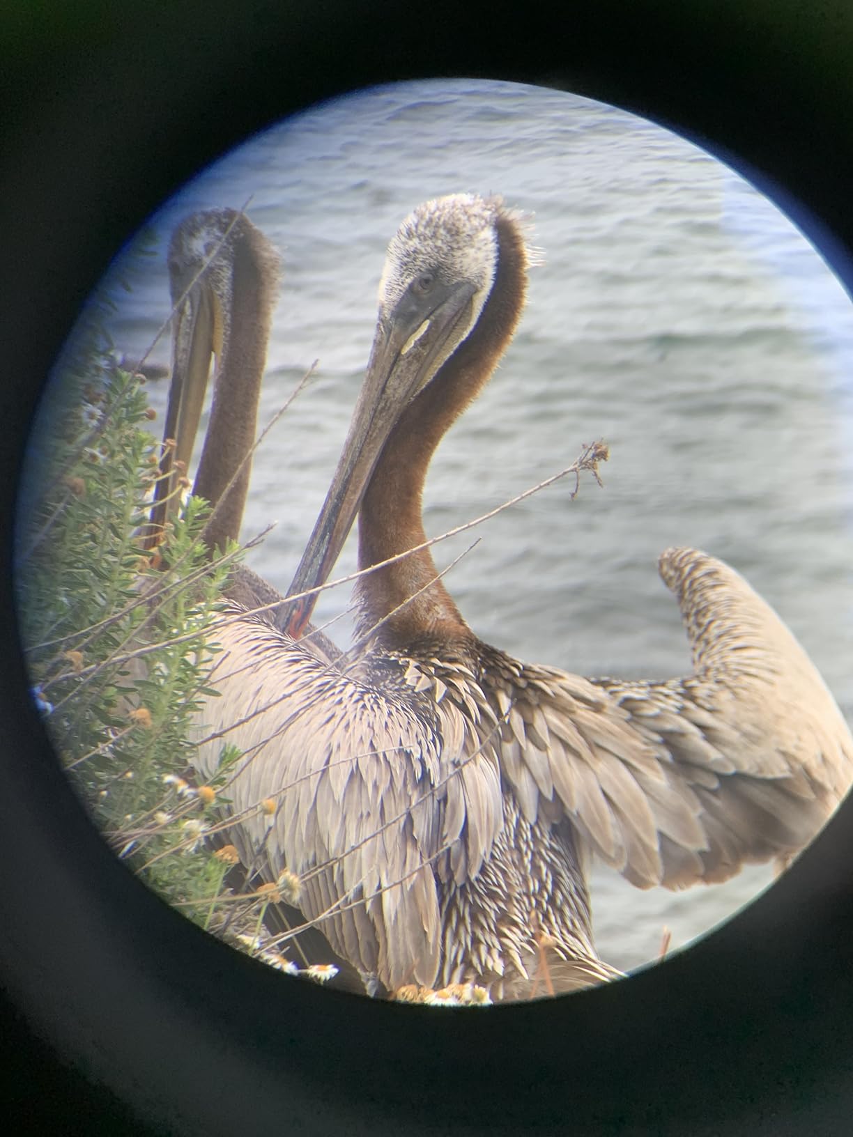 Nocs Provisions Standard Issue 8x25 Binoculars, Waterproof, Bird Watching customer photo 1