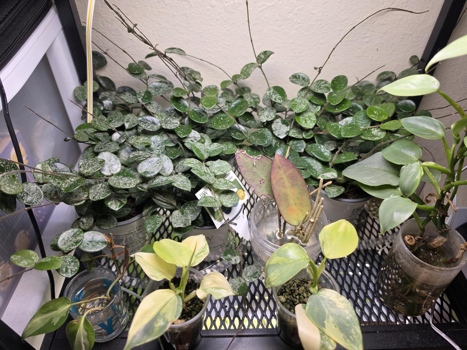 SDOVUERC Full Spectrum Grow Panel Lights for Indoor Plants and Shelves. customer photo 2