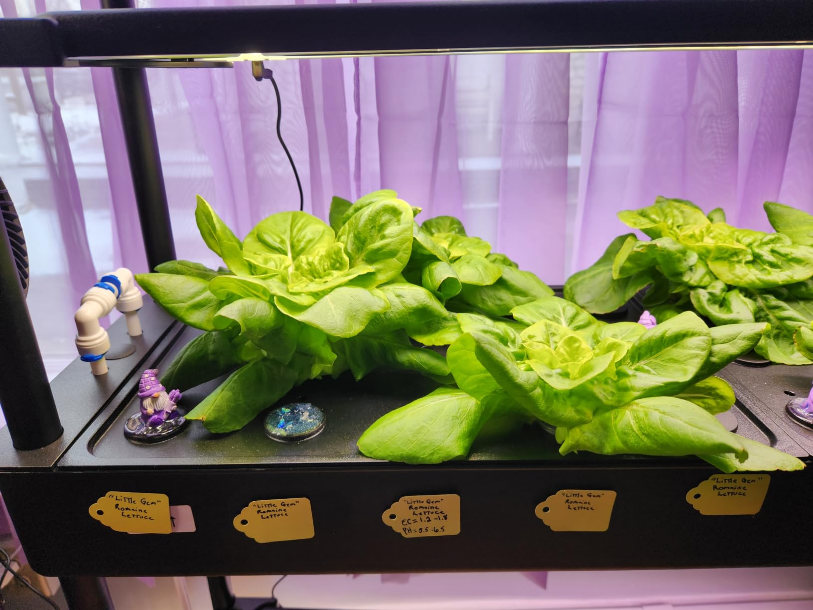 Growell Large Hydroponics Growing System Kit, 120 Pods Vertical Hydroponic Garden with 2 Light Modes Grow Light, Auto Circulating Water System, 48L Indoor Gardening System for Herb Vegetable Fruit customer photo 1