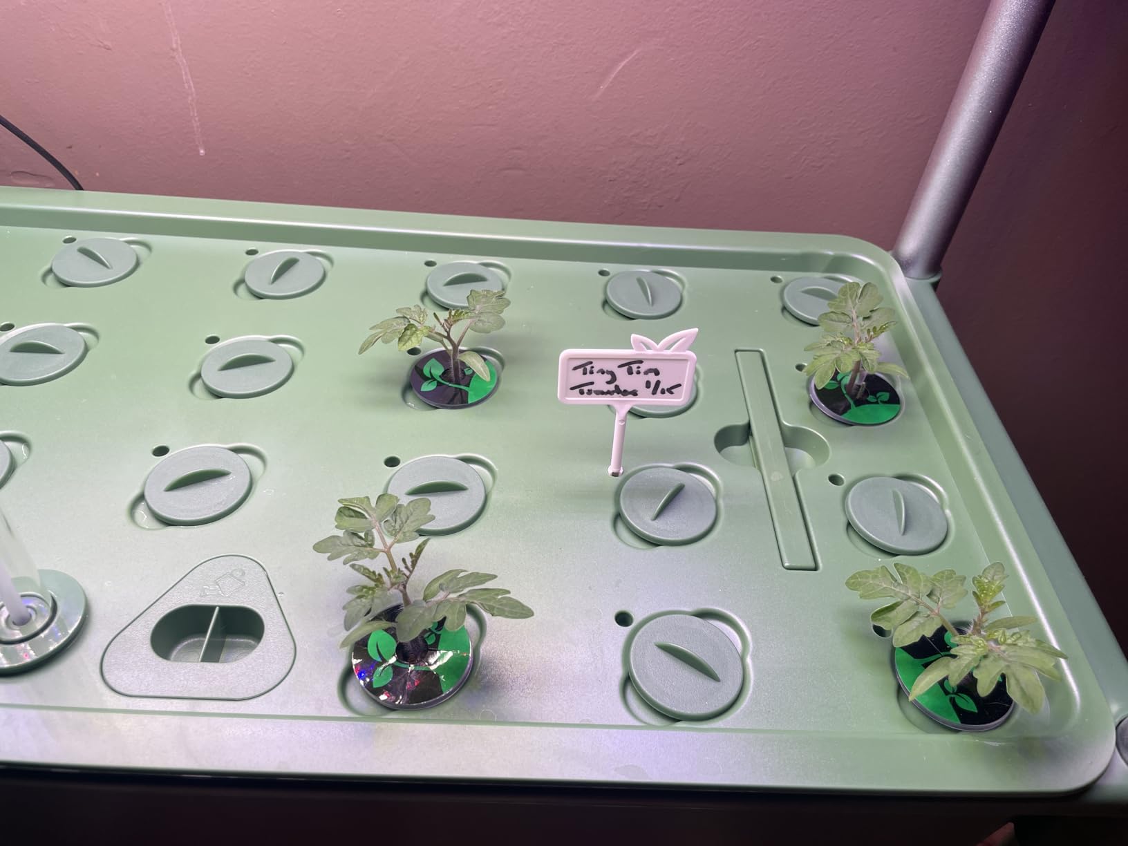 Growell Large Basket Hydroponics Growing System Kit, 32 Pods Vertical Hydroponic Garden with 2 Grow Light Modes, Auto Circulating Water System, 32L Indoor Gardening System for Herb Vegetable Fruit customer photo 1