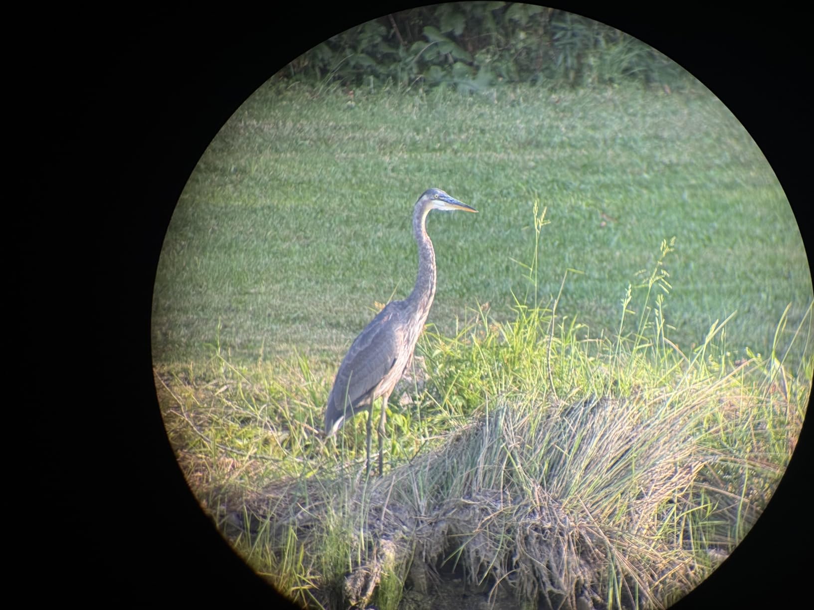 WOZEL 25-75x100 Spotting Scope for Target Shooting Bird Watching High Power customer photo 1